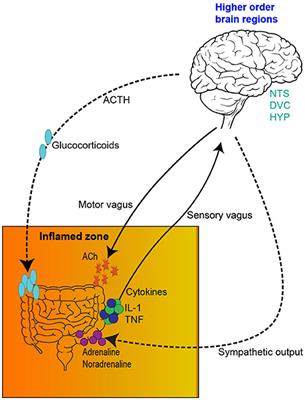 From the Bottom-Up: Chemotherapy and Gut-Brain Axis Dysregulation